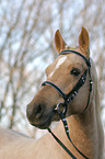 portrait of a German Riding Pony stallion