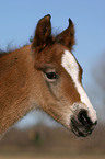 German Riding Pony foal portrait