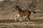 galloping German Riding Pony foal