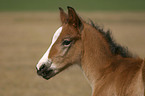 German Riding Pony foal portrait