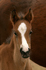 German Riding Pony Portrait