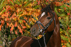 portrait of a German Riding Pony stallion