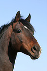 portrait of a German Riding Pony stallion