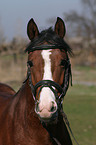 portrait of a German Riding Pony stallion