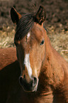 German Riding Pony portrait