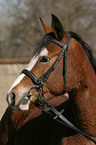 German Riding Pony Portrait