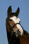 German Riding Pony portrait