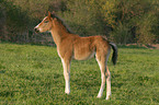 standing German Riding Pony foal