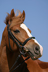 portrait of a German Riding Pony