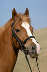 portrait of a German Riding Pony