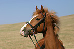 portrait of a German Riding Pony