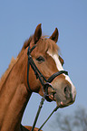 portrait of a German Riding Pony