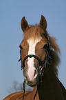 portrait of a German Riding Pony