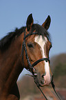 portrait of a German Riding Pony