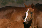 German Riding Pony foal Portrait