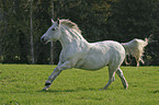 running horse