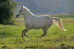 running horse