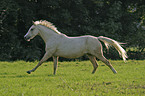 running horse