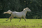 running horse