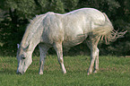 grazing horse