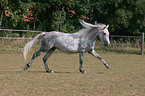 galoping horse