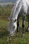 grazing horse