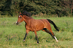 running German Riding Pony