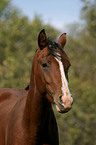 German Riding Pony Portrait