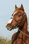 German Riding Pony Portrait