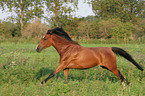 galloping German Riding Pony