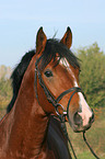 German Riding Pony stallion portrait