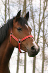 German Riding Pony head with halter