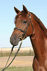 German Riding Pony portrait