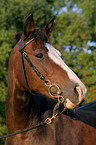 German Riding Pony portrait