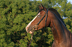 German Riding Pony portrait