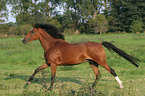 running German Riding Pony