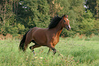 trotting German Riding Pony