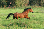 running German Riding Pony