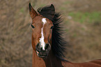 German Riding Pony with flying mane in portrait