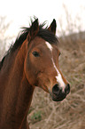 German Riding Pony portrait