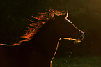 horse in sunset light