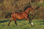 running German Riding Pony