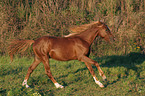 running German Riding Pony