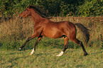 running German Riding Pony