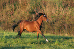 running German Riding Pony