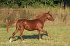 running German Riding Pony