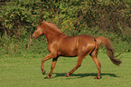 running German Riding Pony