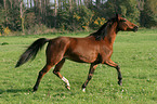 trotting German Riding Pony