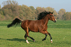 running horse