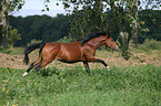 running German Riding Pony